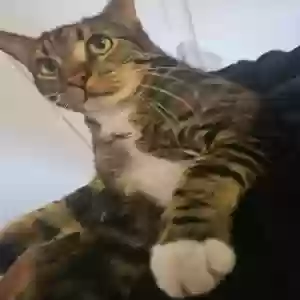 adoptable Cat in Cincinnati, OH named Milo