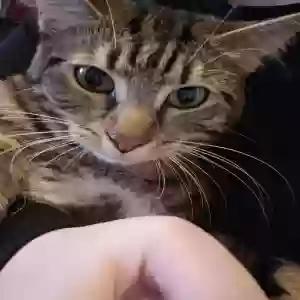 adoptable Cat in Cincinnati, OH named Lucy