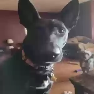 adoptable Dog in Elk City, OK named Athena