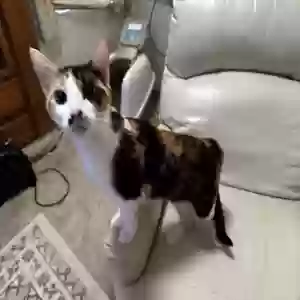 adoptable Cat in Townville, SC named Penelope