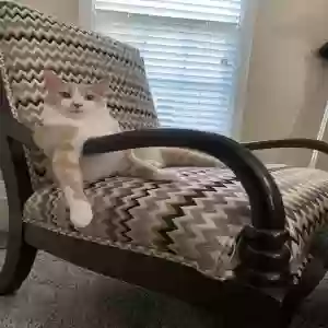 adoptable Cat in Advance, NC named Hazel