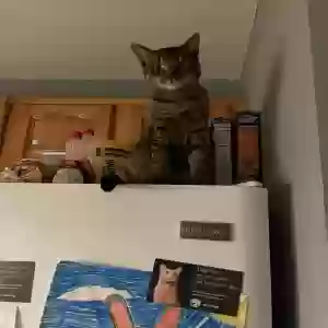 adoptable Cat in Arverne, NY named Ella