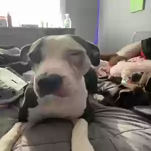 adoptable Dog in Arverne, NY named Minnie