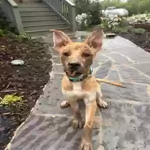 adoptable Dog in Alpine, AL named Teddy