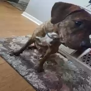 adoptable Dog in Trenton, OH named Hooch