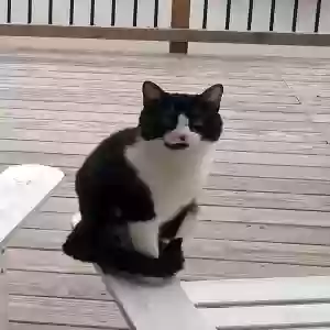 adoptable Cat in Cumming, GA named Boots