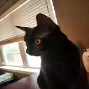 adoptable Cat in Hot Springs National Park, AR named Benjamin 