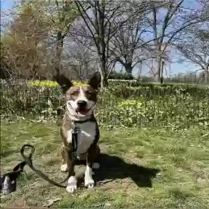adoptable Dog in Stamford, CT named Clark