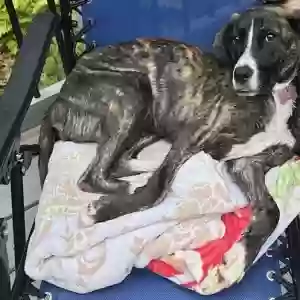 adoptable Dog in Marietta, GA named Maple