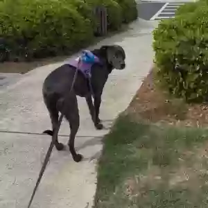 adoptable Dog in Smyrna, GA named Blue