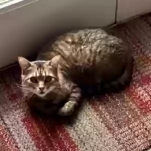 adoptable Cat in New Orleans, LA named Genie