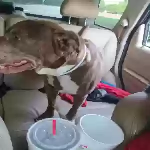 adoptable Dog in Indianapolis, IN named Smokey Joe