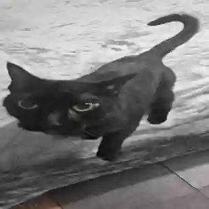adoptable Cat in Henagar, AL named Gismo