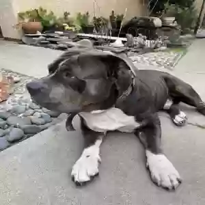 adoptable Dog in Duarte, CA named Toby