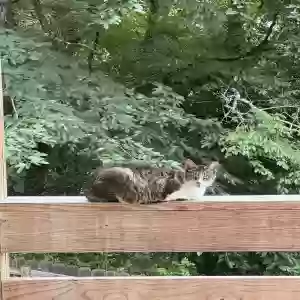 adoptable Cat in Birmingham, AL named Rogue