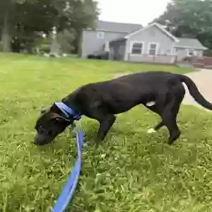 adoptable Dog in Attica, MI named Marley