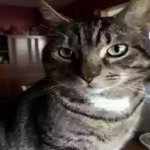 adoptable Cat in Vestal, NY named Tubby