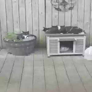 /images/pets/original/2183466_86099_20250608_090415.webp