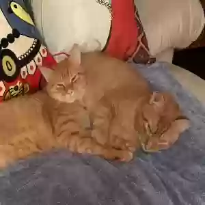 adoptable Cat in Palm Coast, FL named Mickey & Milo