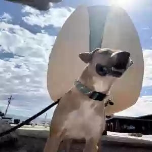 adoptable Dog in Ruidoso, NM named Hercules