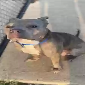 adoptable Dog in Atlanta, GA named Unknown