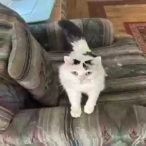 adoptable Cat in Jefferson, GA named Candy