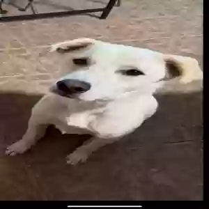 adoptable Dog in Forney, TX named Bear