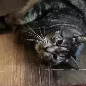 adoptable Cat in Jefferson, GA named Clyde