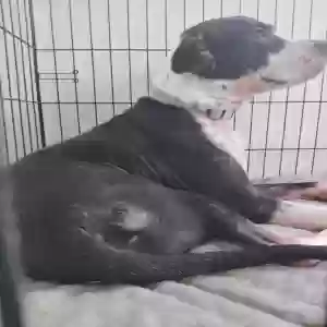 adoptable Dog in Denton, TX named Oreo