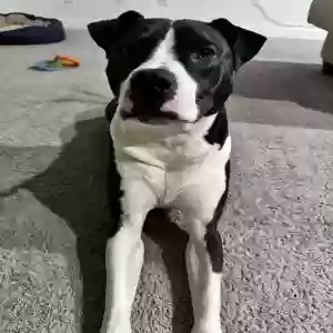adoptable Dog in Mableton, GA named Beans