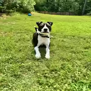 /images/pets/original/2183490_actual_three.webp