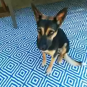 adoptable Dog in Newbury Park, CA named Chica