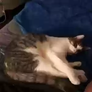 adoptable Cat in Milwaukee, WI named Kitty