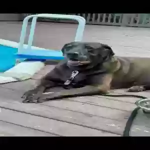 adoptable Dog in Angier, NC named Jaxon