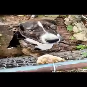 adoptable Dog in Bessemer, AL named Charlie