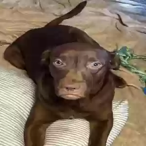 adoptable Dog in Lewisville, TX named Dozer