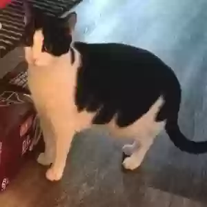 adoptable Cat in Temple, TX named Cleo