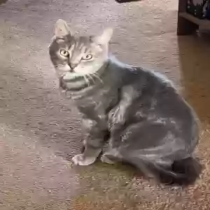 adoptable Cat in Baltimore, MD named Mischief