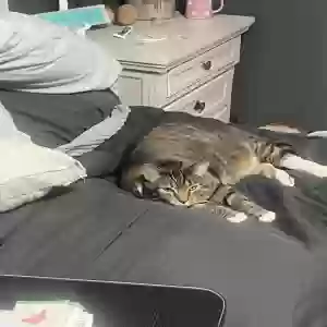 adoptable Cat in Galloway, OH named Zoey