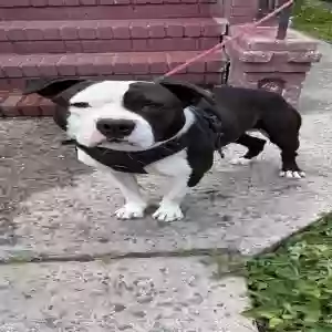 adoptable Dog in Jamaica, NY named Bates
