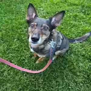 adoptable Dog in Denver, CO named Delilah