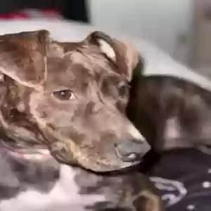 adoptable Dog in Loganville, GA named Bella