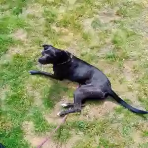 adoptable Dog in Clayton, NC named Barbie