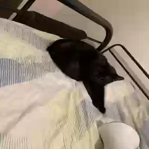 adoptable Cat in Brooklyn, NY named Unknown