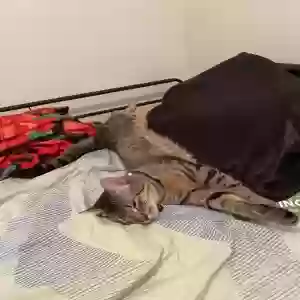 adoptable Cat in Brooklyn, NY named Tres