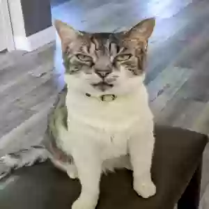 adoptable Cat in Oakdale, CA named Felix