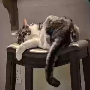 /images/pets/original/2183545_actual_three.webp