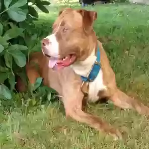 adoptable Dog in Pontiac, IL named Diesel James