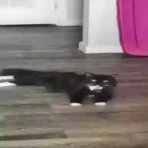 adoptable Cat in Jonesboro, GA named Coco