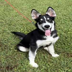 /images/pets/original/2183564_84722_IMG_0138.webp